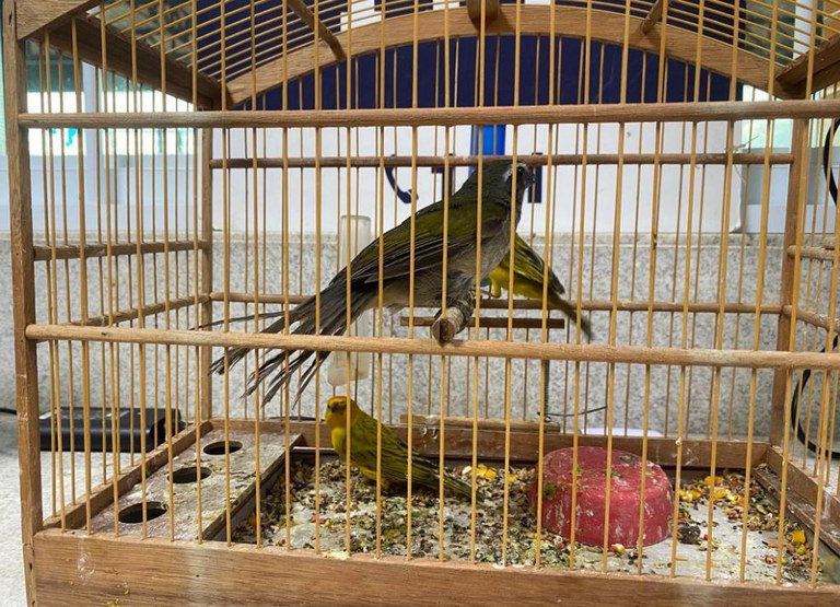 pássaros gaiola.JPG
