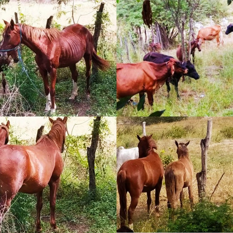 WhatsApp Image 2023-07-10 at 07.04.12.jpeg