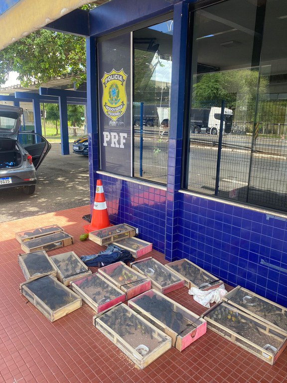 Em 2022,  foram resgatadas mais de 5.000 aves silvestres nas fiscalizações realizadas pela PRF na Bahia.