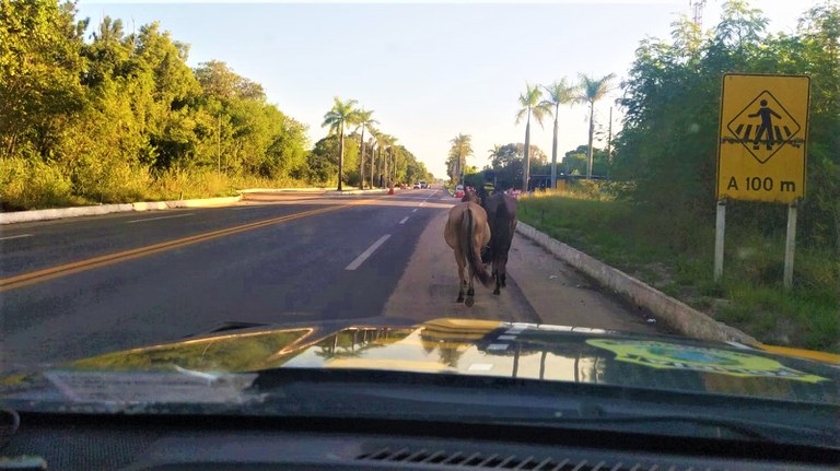 A PRF informa que os proprietários de animais devem tomar todas as precauções necessárias para evitar eventuais fugas, em especial nas imediações de rodovias, onde há risco de acidentes graves, visto que poderão ser responsabilizados por eventuais danos causados em caso de acidentes, tanto no âmbito civil, como no criminal.