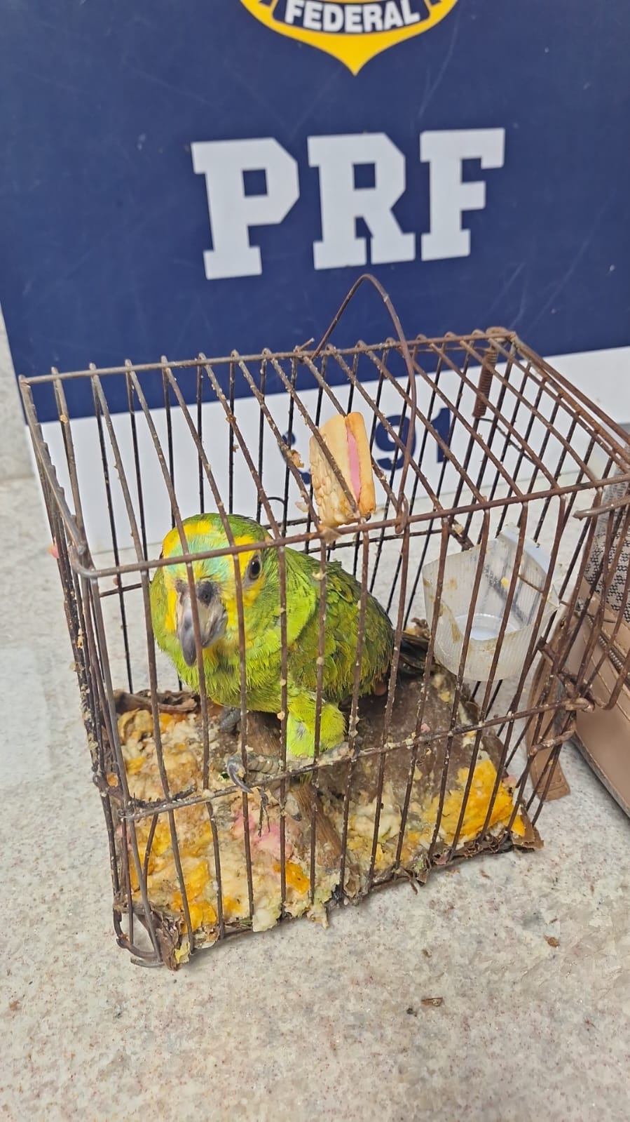 AVE RESGATADA - BR 116