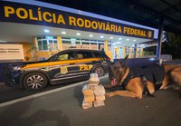 Com Auxílio de Cão Farejador, PRF Apreende 4 Kg de Maconha em Ônibus na BR 116