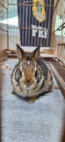 Operação Conatus: PRF resgata animais silvestres em condições de maus-tratos em Vitória da Conquista (BA)
