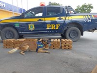 PRF apreende 100 kg de maconha em ônibus na BR 116