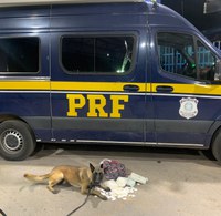 Cão farejador da PRF encontra cocaína no interior de bagagem em Barreiras (BA)