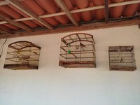 Em Euclides da Cunha (BA), PRF resgata aves silvestres mantidas em cativeiro