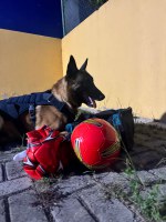 Messi, cão farejador da PRF, localiza drogas escondidas em bolas de futebol na BR-116, em Vitória da Conquista (BA)