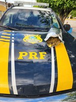 PRF apreende 1 kg de maconha durante fiscalização na BR-407, em Jaguarari (BA)