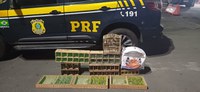 PRF resgata mais de 130 aves silvestres transportadas ilegalmente na BR 101