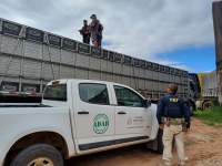 PRF identifica transporte irregular de animais na BR-242, em Seabra (BA)