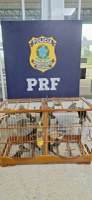 PRF resgata 23 aves silvestres transportadas ilegalmente em ônibus interestaduais em Vitória da Conquista (BA)