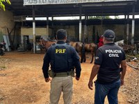 Ação Conjunta da PRF, Polícia Civil e Polícia Militar retira animais soltos das rodovias no extremo sul da Bahia