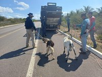 Operação Laço Firme recolhe 59 animais soltos nas rodovias federais da região de Paulo Afonso (BA)