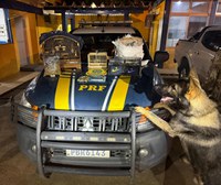 Operação Cão de Faro VI: PRF apreende drogas, munições, eletrônicos irregulares e resgata aves silvestres