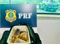 Ouriços exóticos são apreendidos pela PRF em Poções (BA) durante fiscalização na BR-116