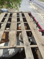 PRF flagra transporte irregular de bovinos na BR-110, em Ribeira do Pombal (BA)