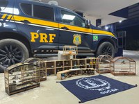 PRF resgata 43 aves silvestres em ônibus interestadual na BR-116, em Vitória da Conquista (BA)