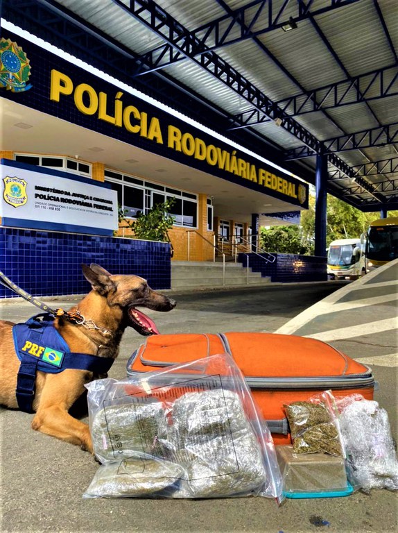PRF apreende maconha com auxílio de cão farejador em Vitória da Conquista (BA)