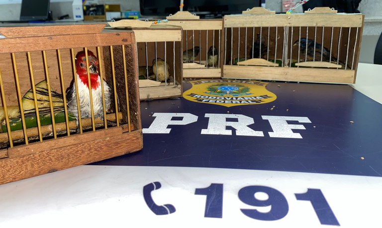 PRF resgata 12 aves silvestres dentro de ônibus na BR 116