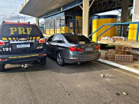 PRF resgata 56 pássaros silvestres em Santo Antônio de Jesus/BA