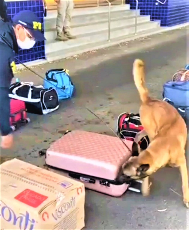 Cão farejador da PRF encontra cocaína e crack escondidos em ônibus na BR 116