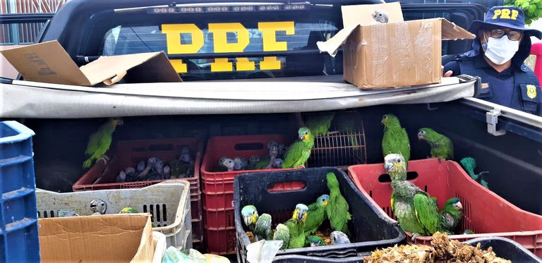 Mais de 450 animais são resgatados em situação de maus-tratos durante operação no Sul da Bahia