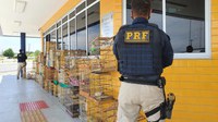PRF na Bahia deflagra operação de  combate a crimes ambientais, resgata 74 animais silvestres e promove soltura de aves ao seu habitat natural