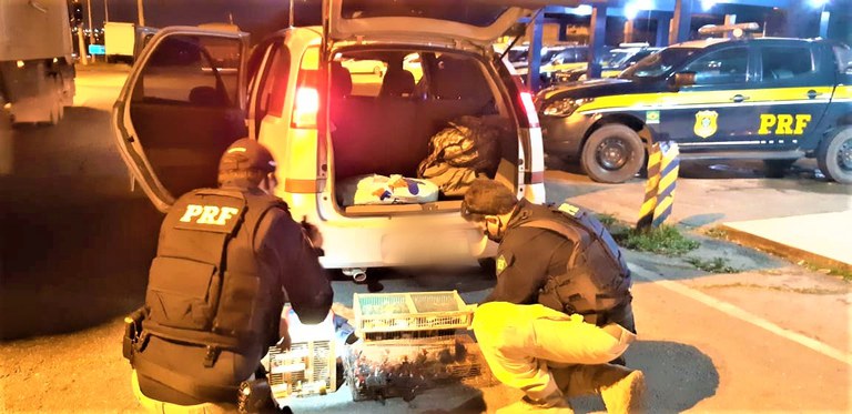 PRF resgata dezenas de pássaros silvestres em situação de maus-tratos amontoados em bagageiro de carro; dois estavam mortos