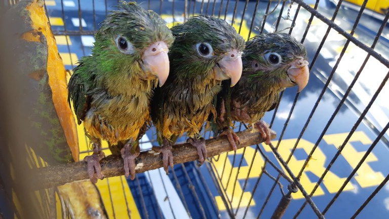 Quase 3 toneladas de carvão vegetal comercializado irregularmente foram apreendidos na região do médio Paraguaçu