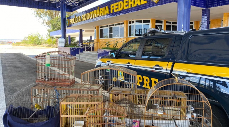Em 2020, mais de 3.500 animais silvestres/exóticos foram resgatados nas estradas federais da Bahia