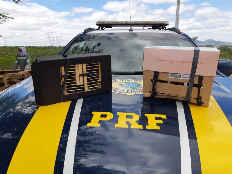 Mais de 10 pássaros silvestres são resgatados durante ação da PRF na divisa entre Bahia e Alagoas