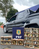 Mais de 100 aves entre silvestres e exóticas são resgatadas pela PRF no sudeste da Bahia
