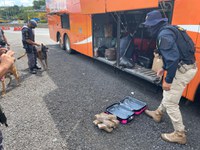 PRF em conjunto com o BAEP prende mulher transportando maconha para a Bahia