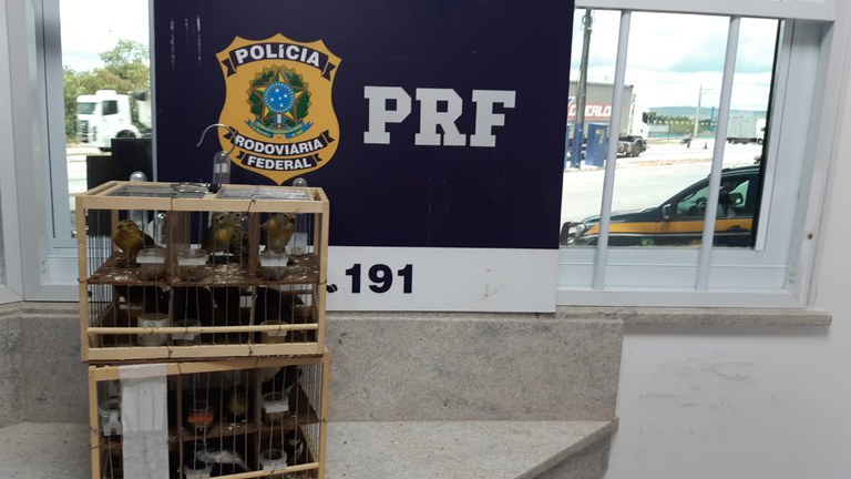 Quase 20 aves silvestres são resgatadas pela PRF em Vitória da Conquista (BA)