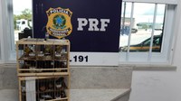 Quase 20 aves silvestres são resgatadas pela PRF em Vitória da Conquista (BA)
