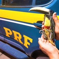 Solidariedade: Tucano de cinta ferido é resgatado no Extremo Sul da Bahia