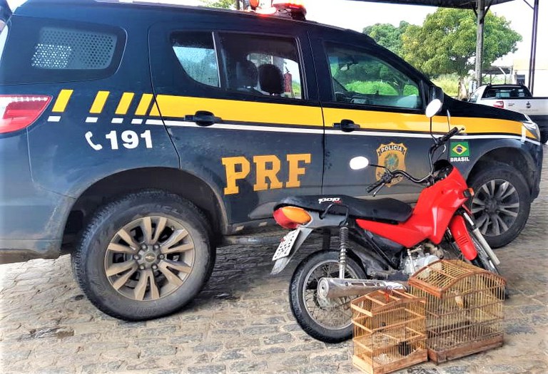 PRF flagra condutor inabilitado transportando pássaros silvestres na BR 101 em Sapeaçu (BA)