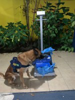 Com auxílio da cadela K9 Raia PRF apreende 25kg de maconha em fiscalização a ônibus na BR 116