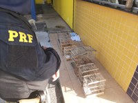 Em menos de 3 horas PRF flagra dois crimes ambientais em Feira de Santana (BA)