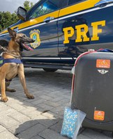 PRF apreende 500 comprimidos de ecstasy na BR 116 em Vitória de Conquista (BA)