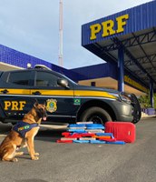 Cão farejador da PRF encontra maconha escondida em ônibus na BR 116
