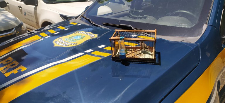 Aves silvestres da fauna brasileira foram resgatados durante abordagem da PRF a dois ônibus na BR 242 em Barreiras (BA).