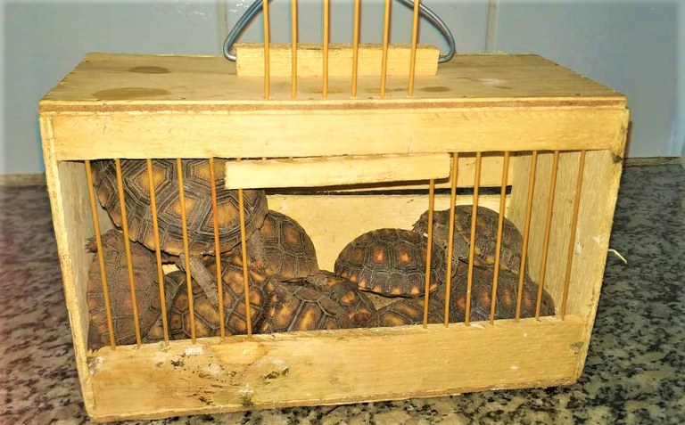 PRF resgata jabutis do tráfico de animais em Ribeira do Pombal (BA)