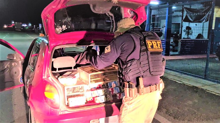 PRF resgata mais de 1.000 pássaros silvestres amontoados dentro de carro na BR 116 em Jequié (BA)