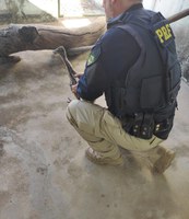 Aves das faunas africana e australiana são resgatadas em Canindé (CE)