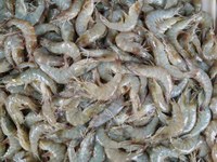 Outra carga de 6 toneladas de camarão é apreendida no sul do Ceará