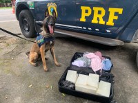 Cães farejadores da PRF localizam cocaína em mala de viagem, na BR-116