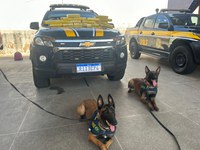 PRF apreende mais de 14 kg de maconha em ônibus interestadual no Ceará