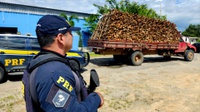 PRF flagra crime ambiental com transporte irregular de madeira nativa na BR-116, em Aquiraz (CE)