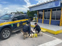 Em menos de sete dias, PRF faz nova apreensão de maconha em ônibus no Ceará